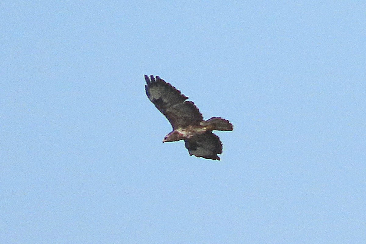 Common Buzzard - ML646039617