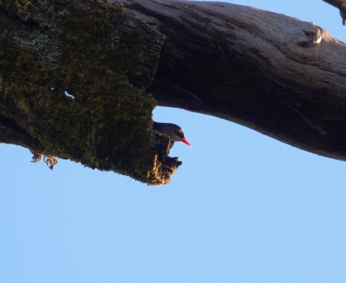 Velvet-fronted Nuthatch - ML646039618