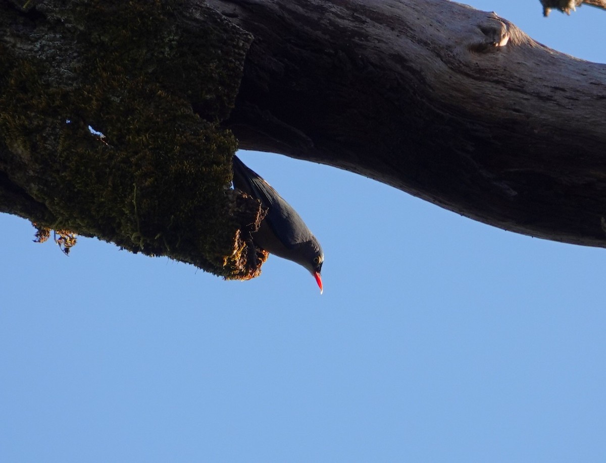 Velvet-fronted Nuthatch - ML646039620