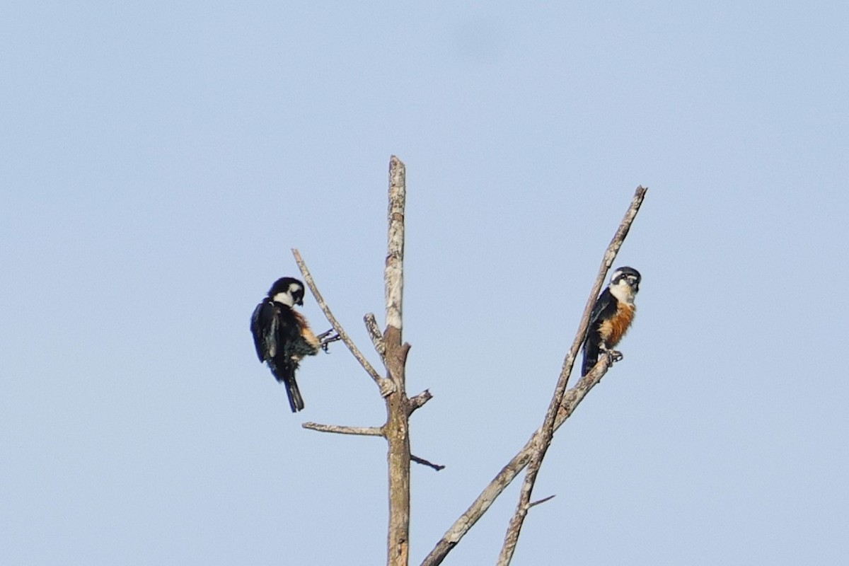 Black-thighed Falconet - ML646039621