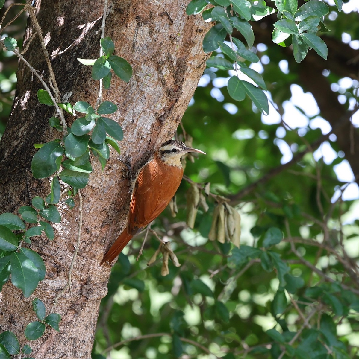 Narrow-billed Woodcreeper - ML646039622