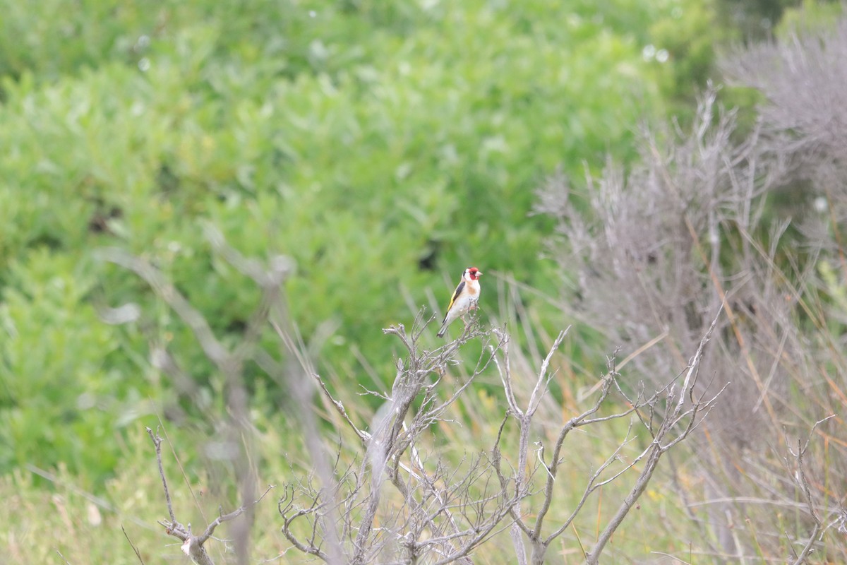 European Goldfinch - ML646039623