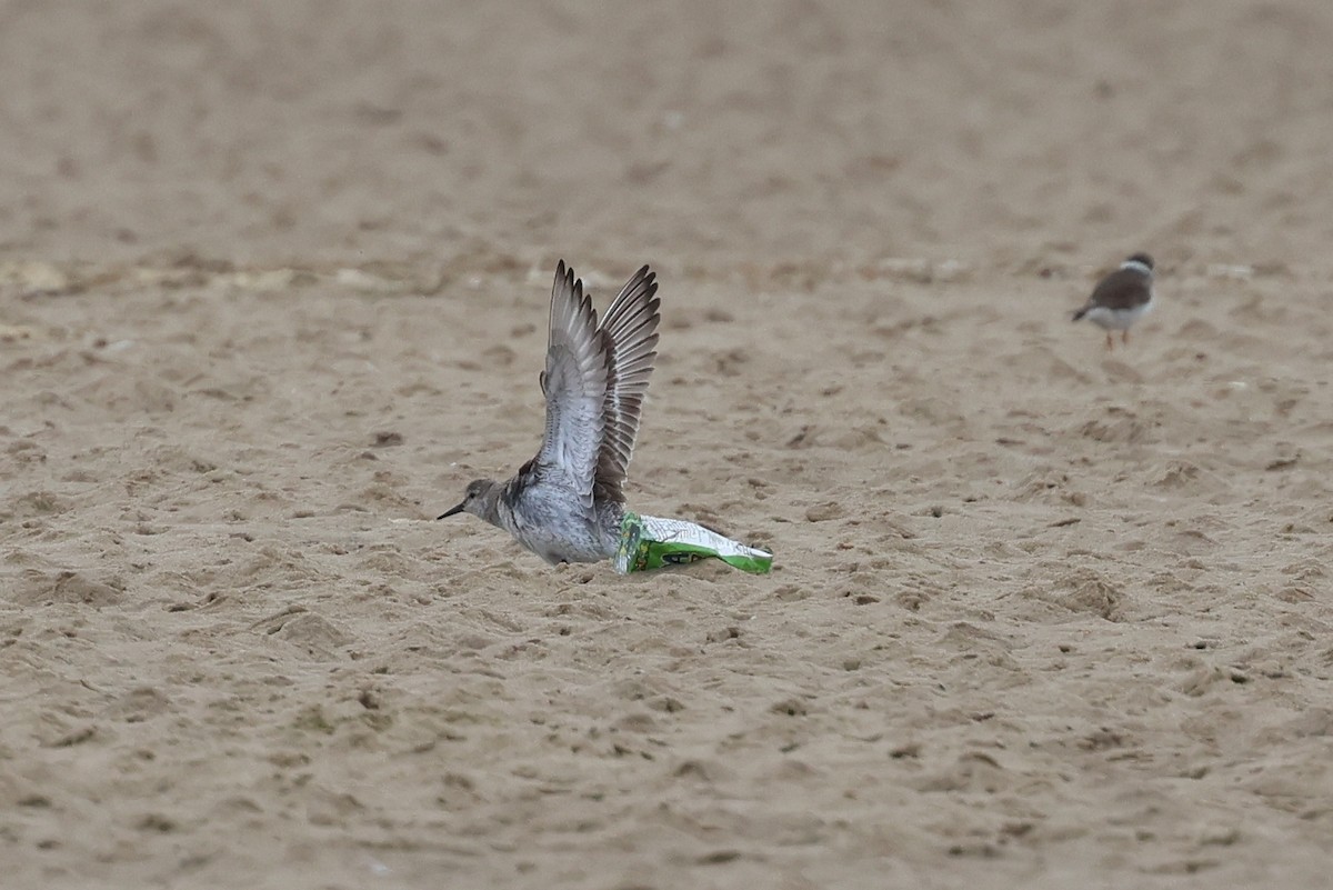 Red Knot - ML646039625