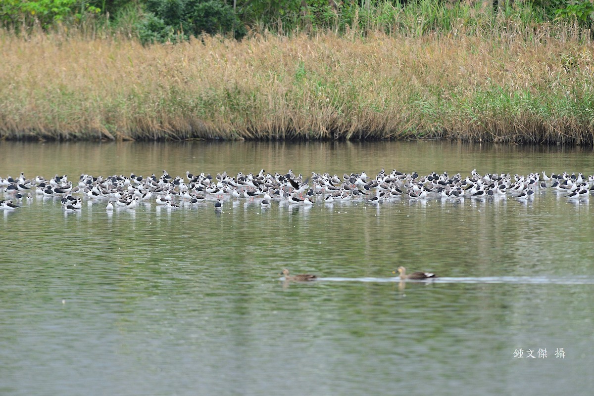 Black-winged Stilt - ML646039626