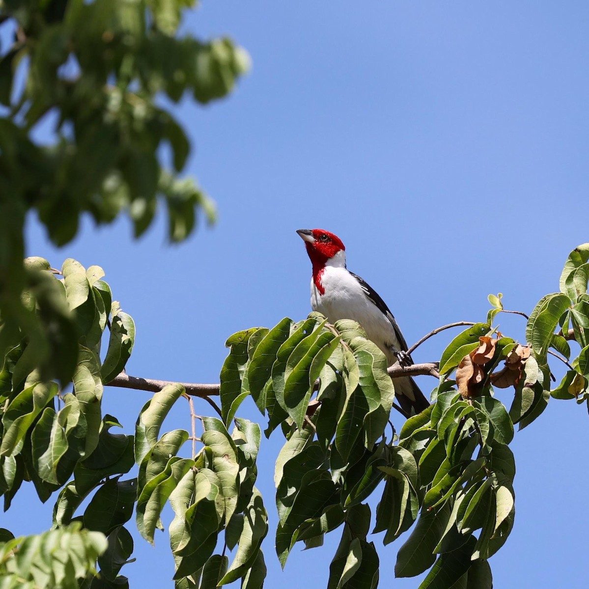 Red-cowled Cardinal - ML646039628