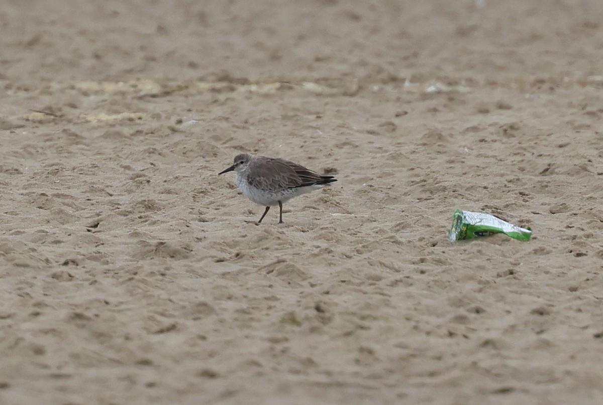 Red Knot - ML646039629