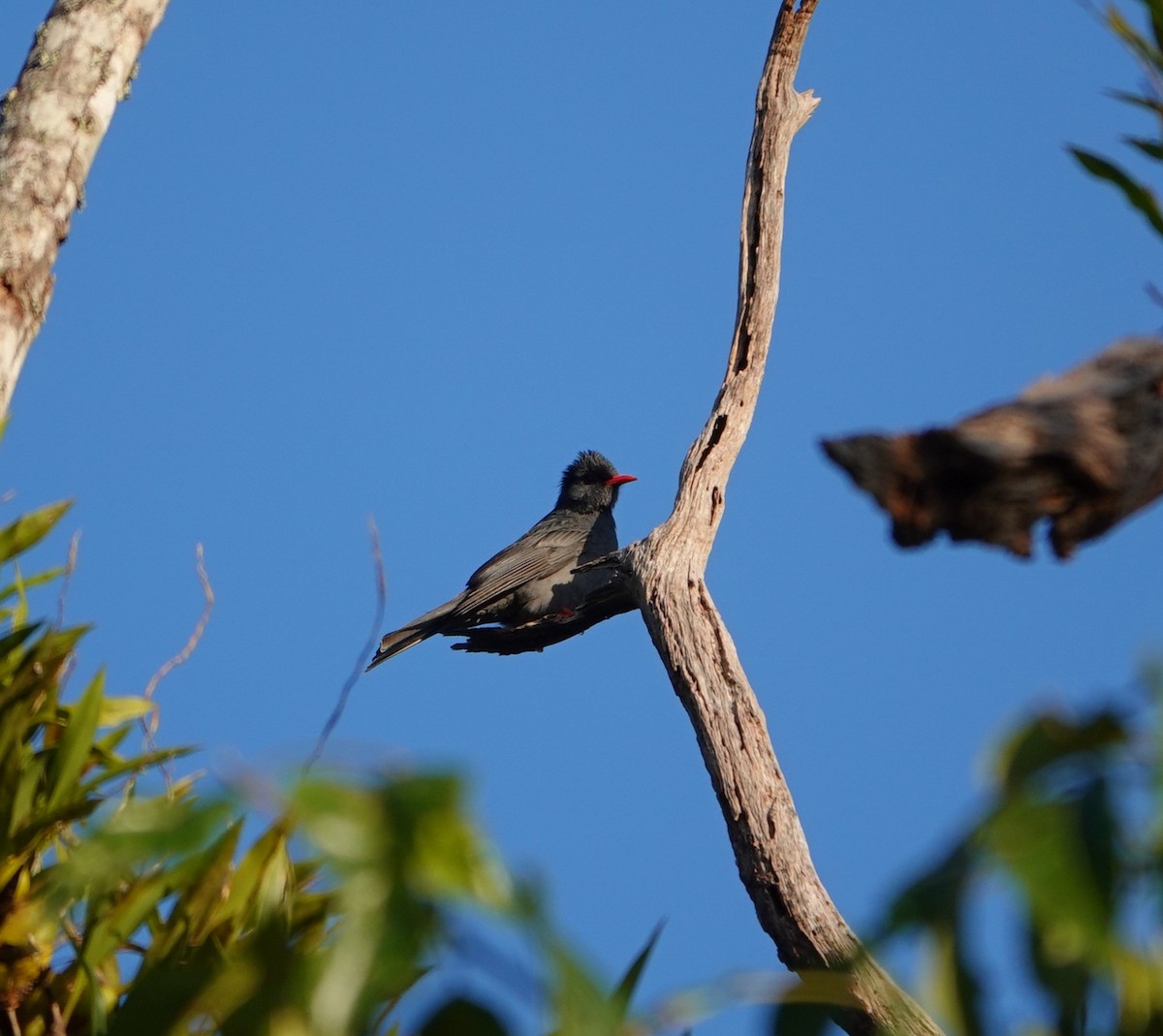 Black Bulbul - ML646039630