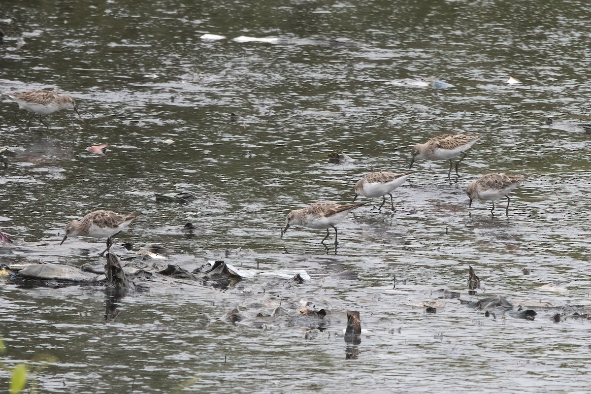 Little Stint - ML646039631