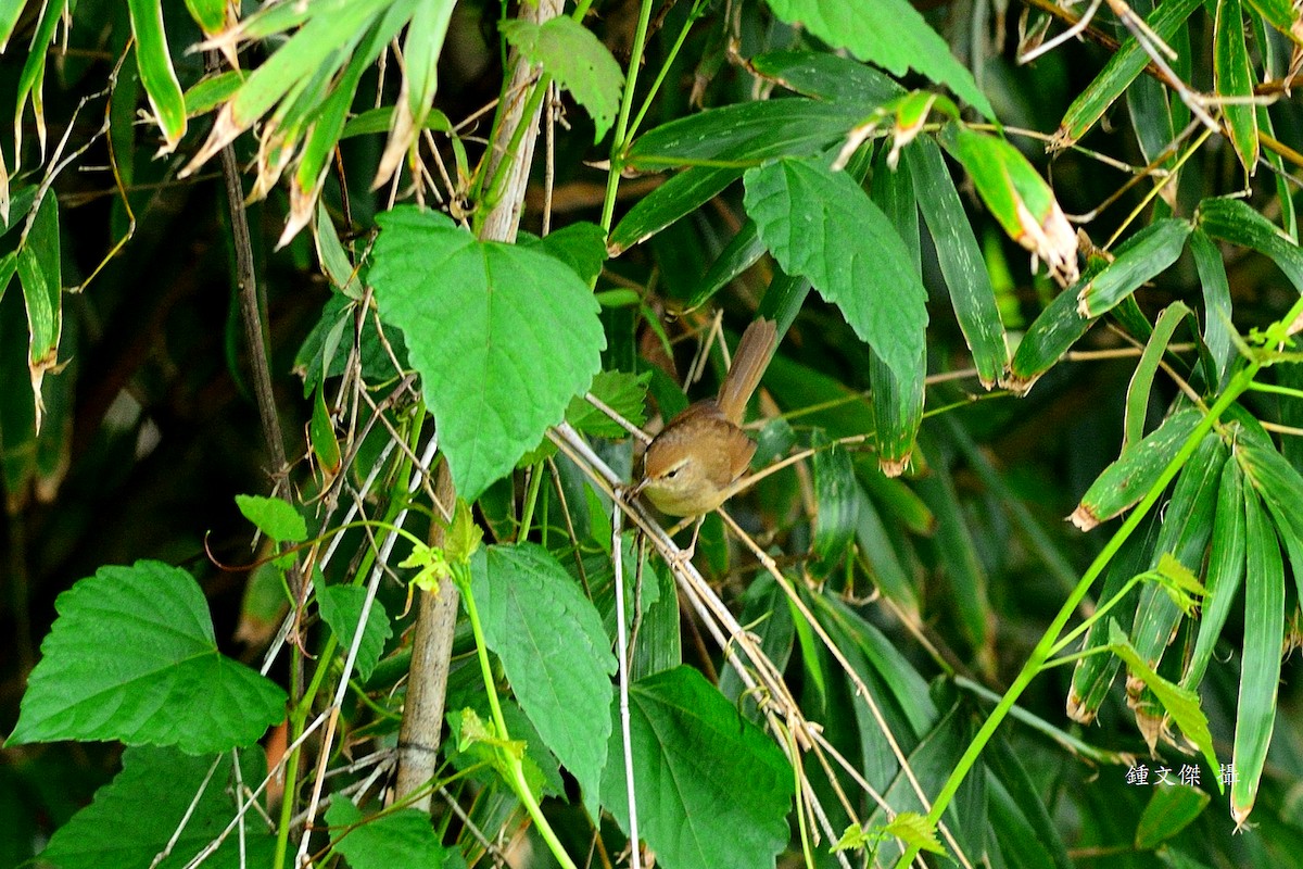 Manchurian Bush Warbler - ML646039632