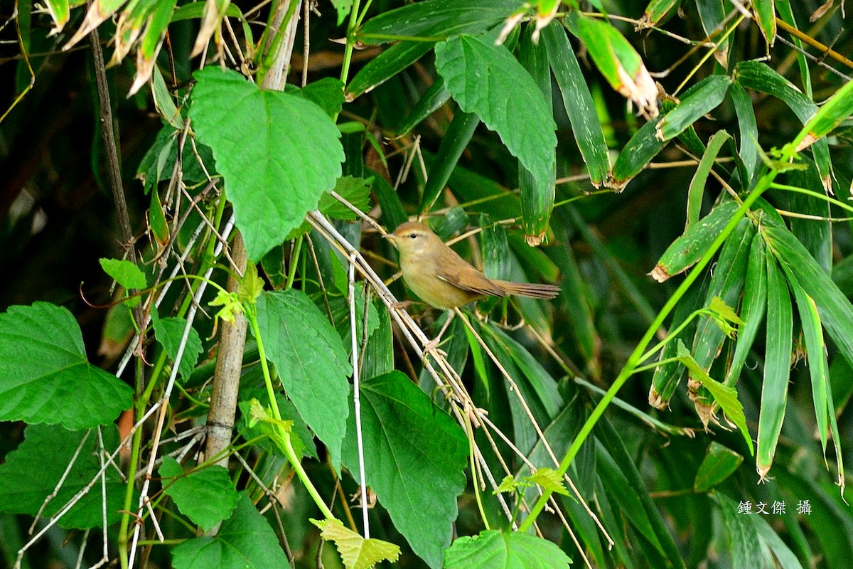 Manchurian Bush Warbler - ML646039633