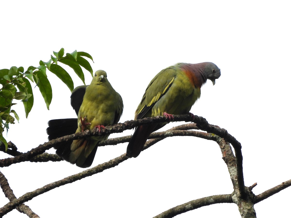 Pink-necked Green-Pigeon - ML646039638