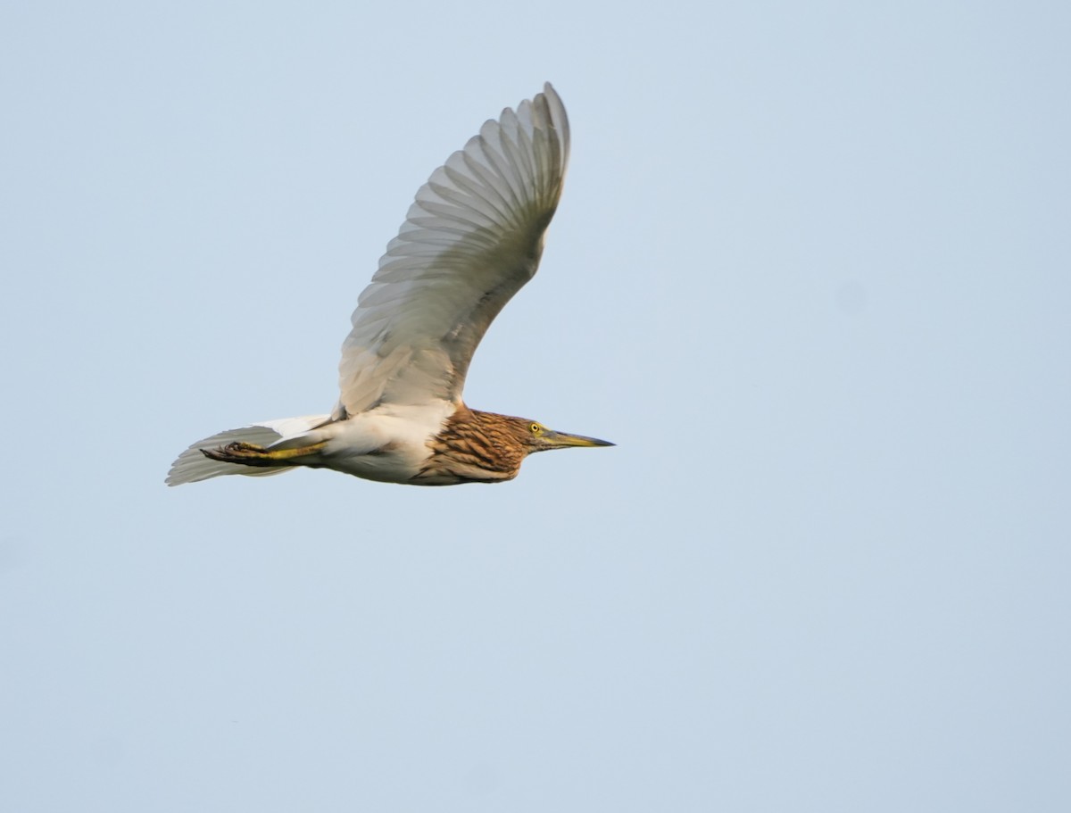 Indian Pond-Heron - ML646039640