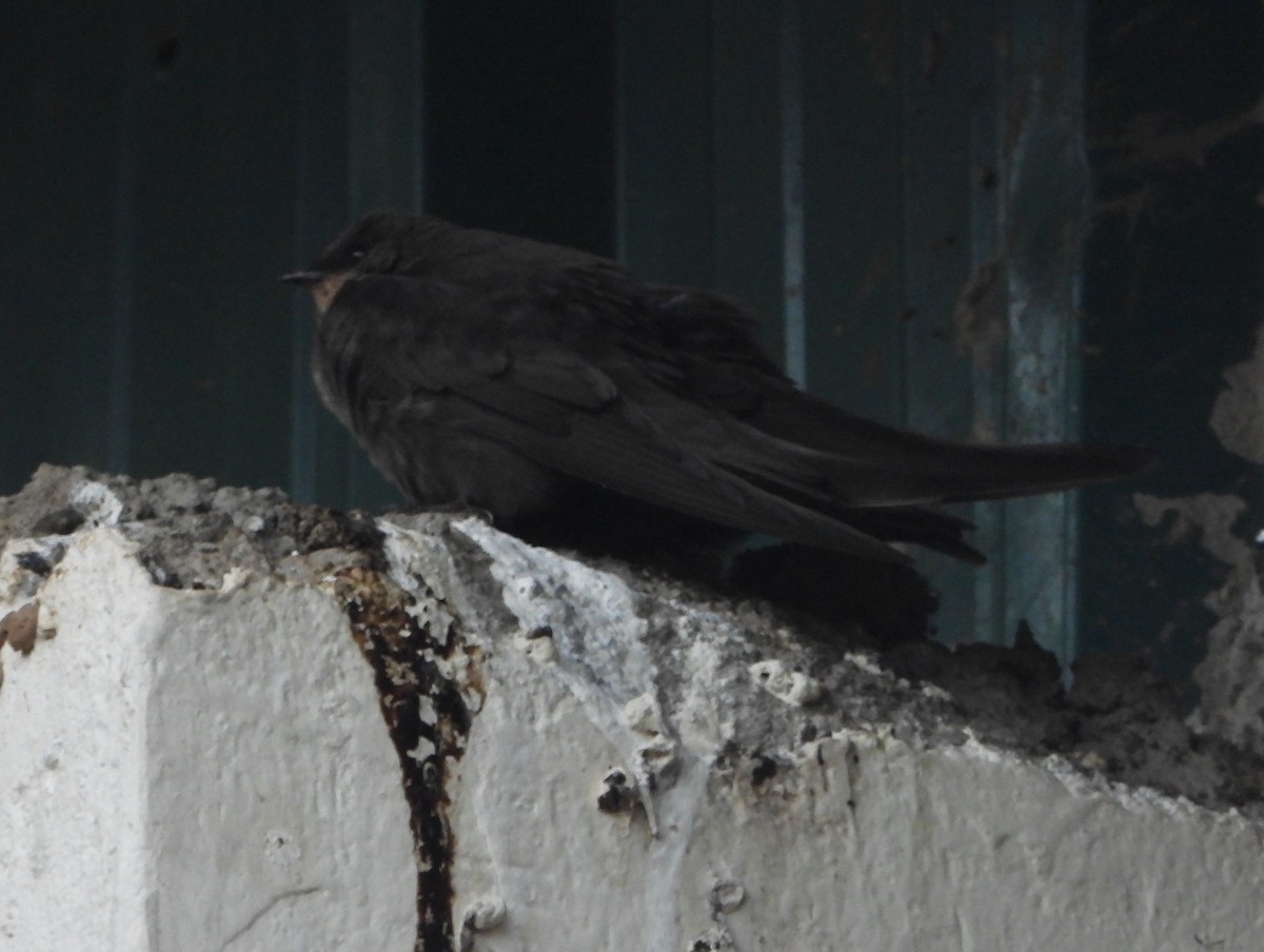 Rufous-chested Swallow - ML646039648