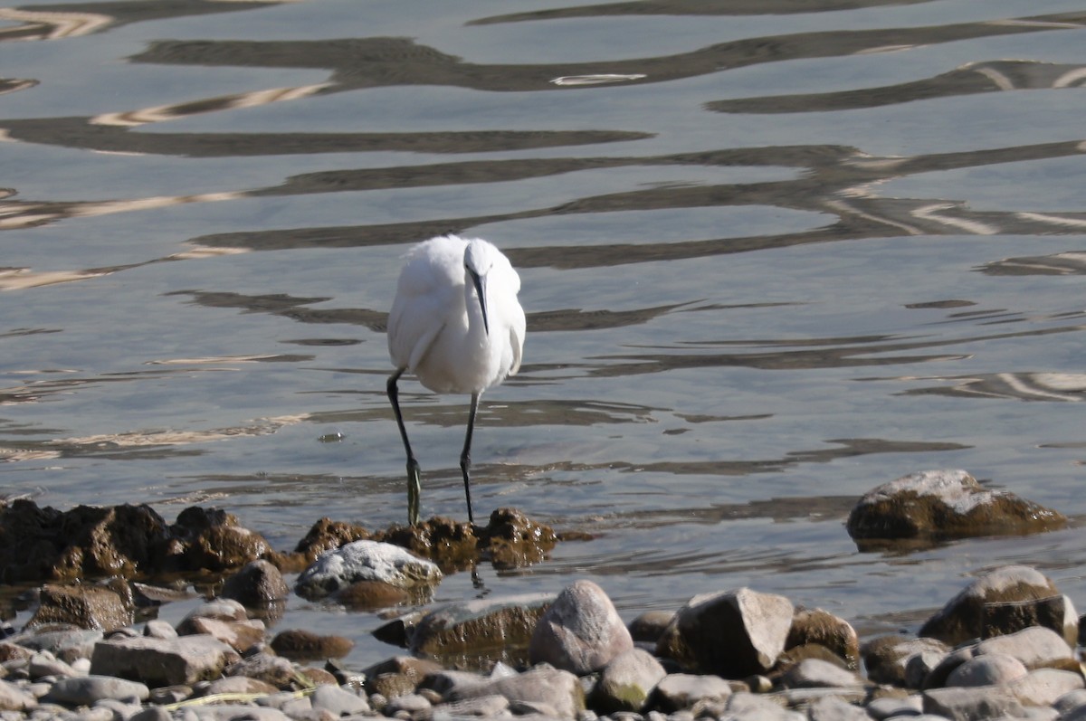 Чепура мала - ML646039653