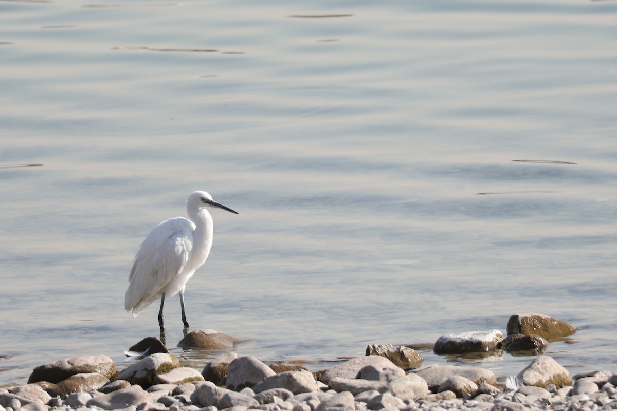 Чепура мала - ML646039656