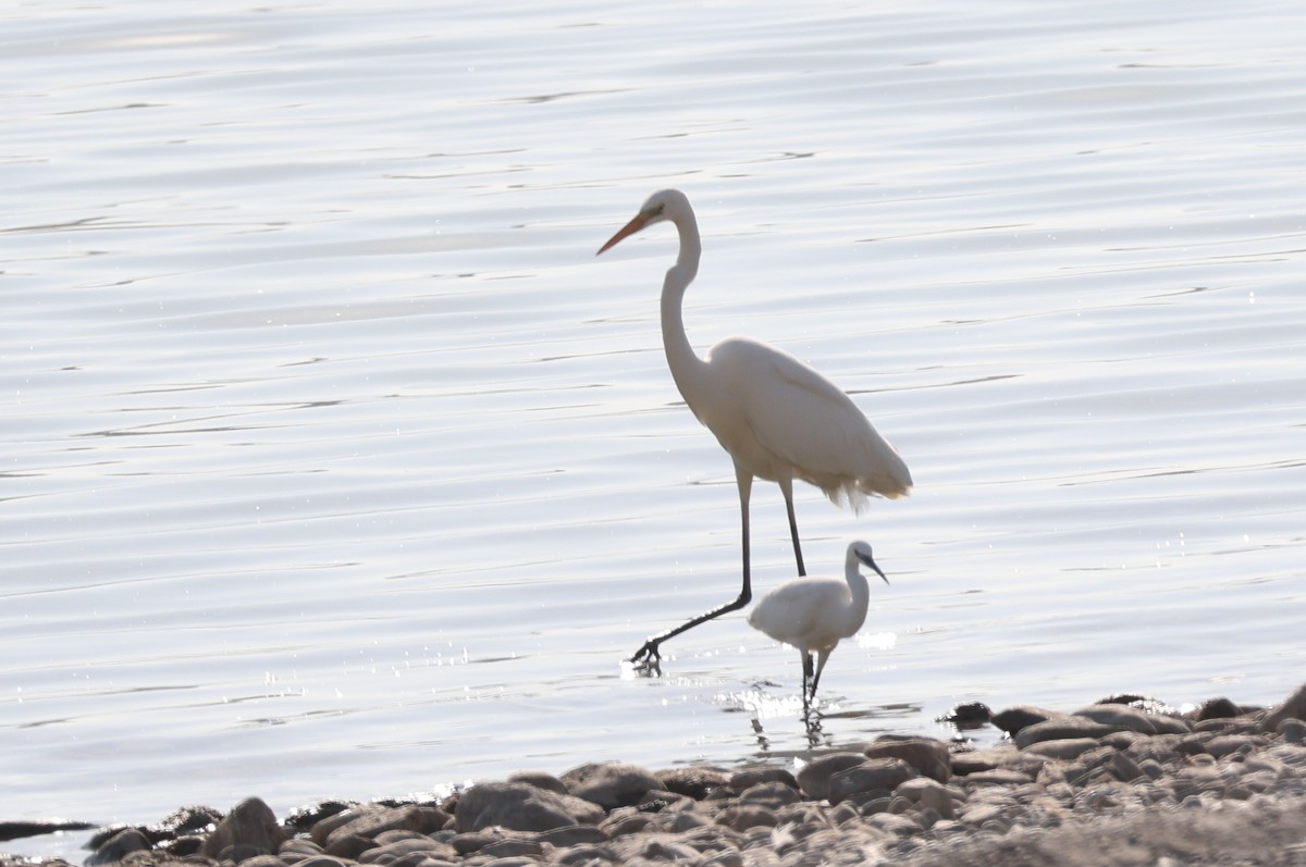 Чапля велика - ML646039658