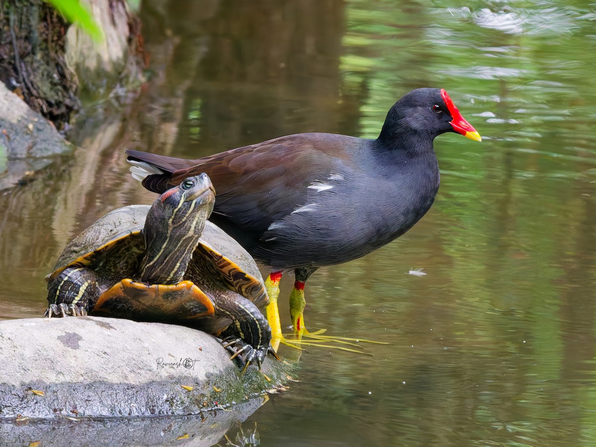 Курочка водяна - ML646039662