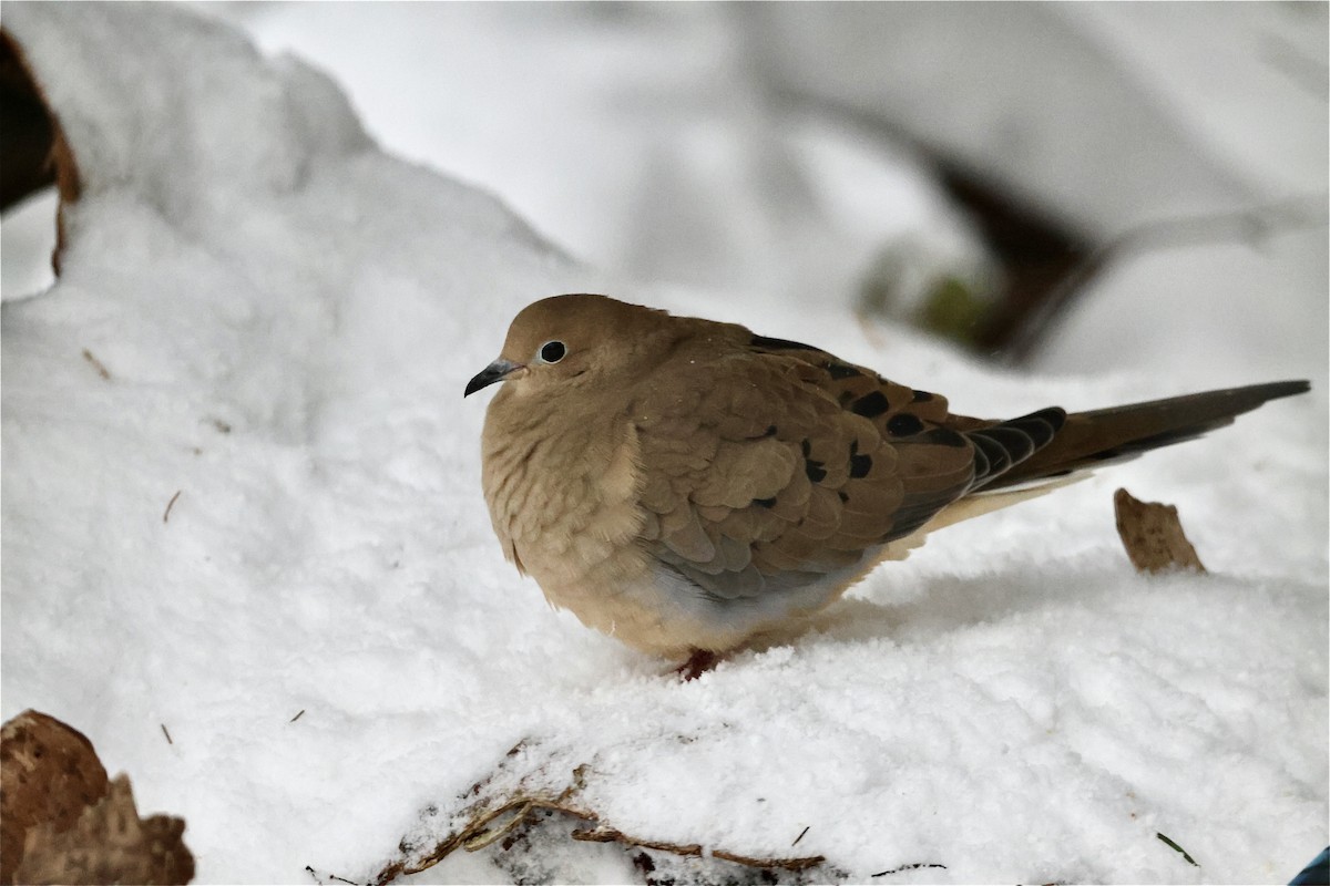 Зенаїда північна - ML646039667