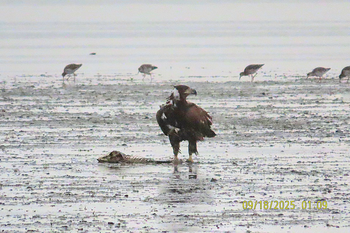 Орлан-білохвіст - ML646039671