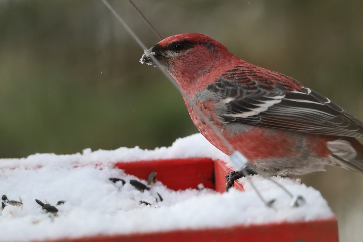 Смеречник тайговий - ML646039679