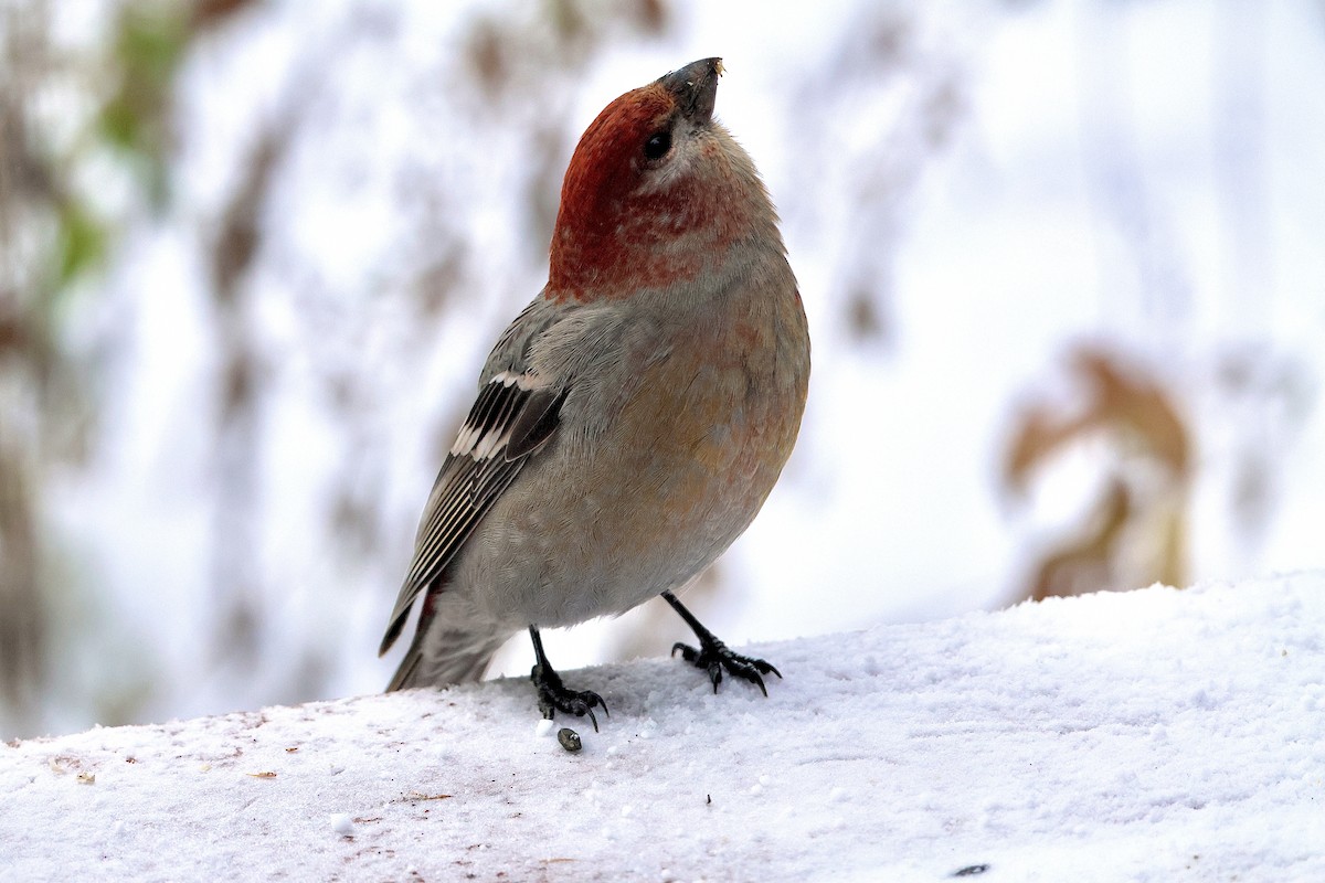 Pine Grosbeak - ML646039680
