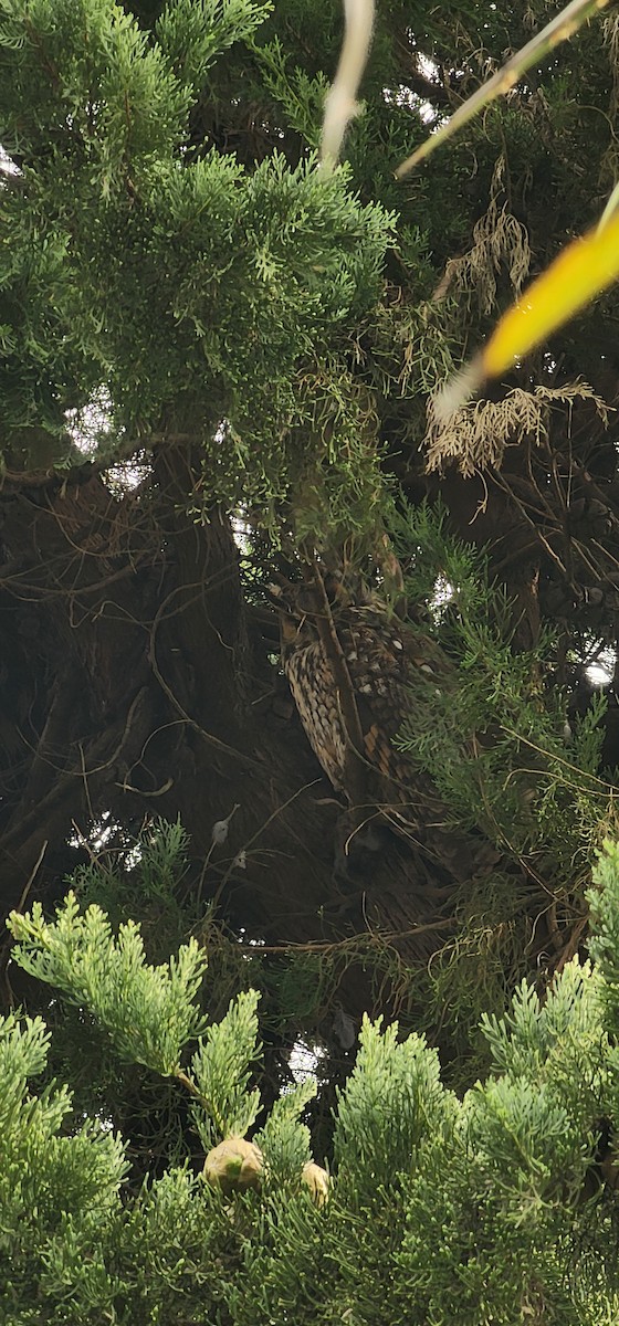 Сова вухата - ML646039685