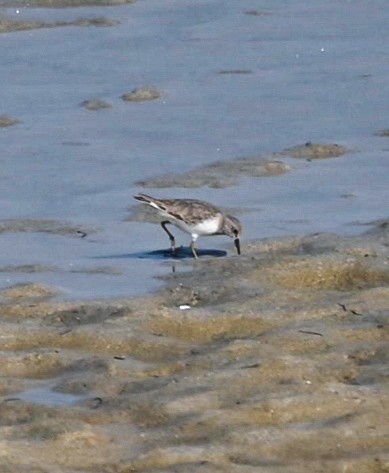 Побережник білохвостий - ML646039690