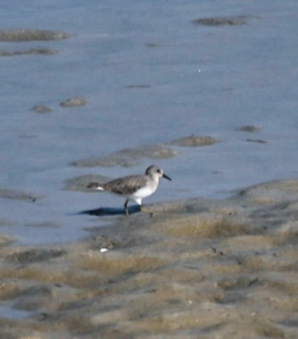 Побережник білохвостий - ML646039691
