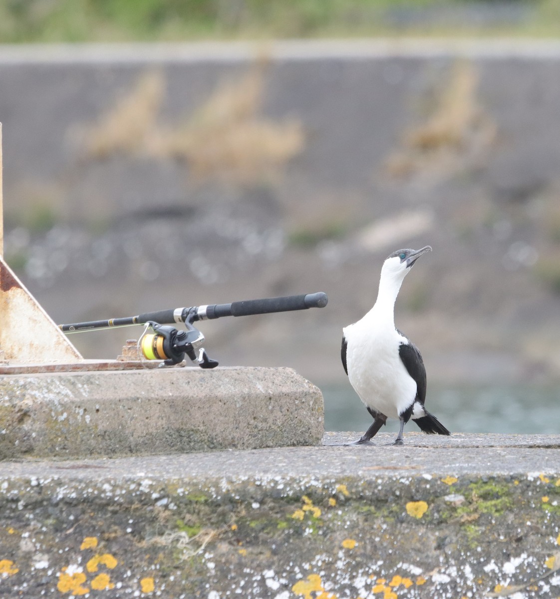 Black-faced Cormorant - ML646039699