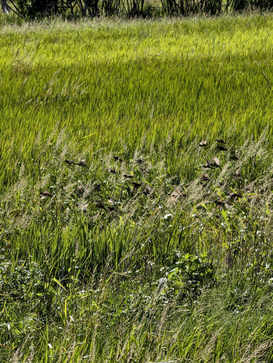Scaly-breasted Munia - ML646039700