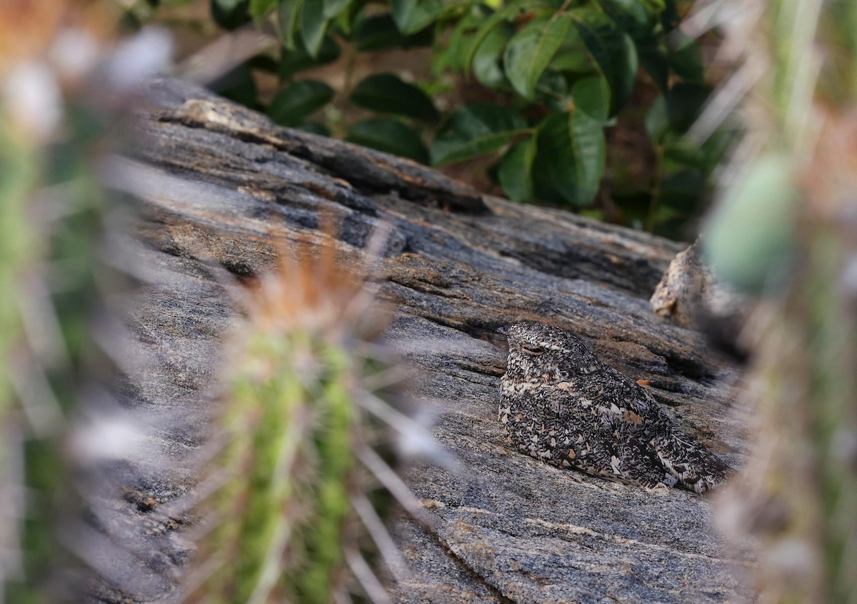Pygmy Nightjar - ML646039701