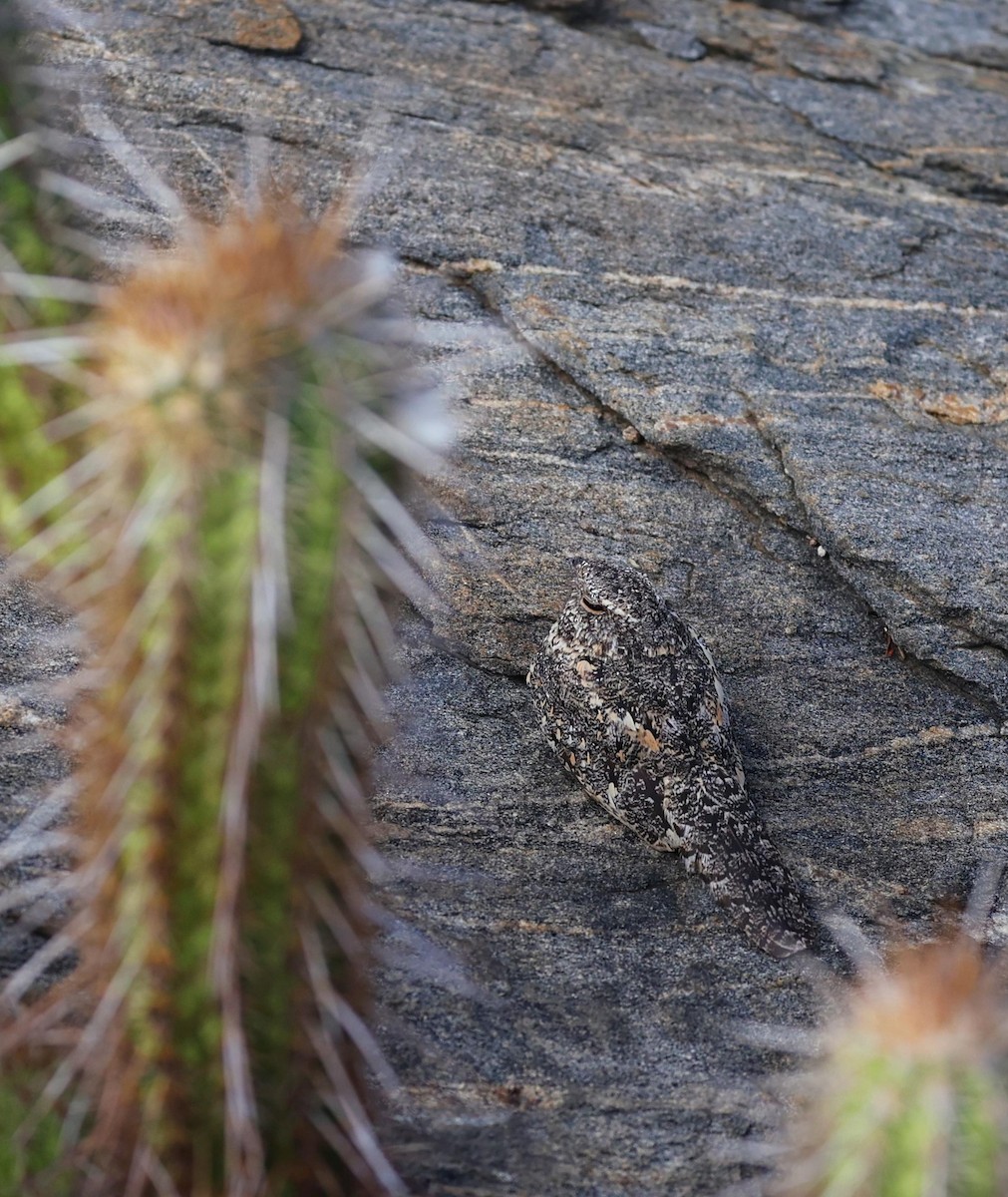 Pygmy Nightjar - ML646039702