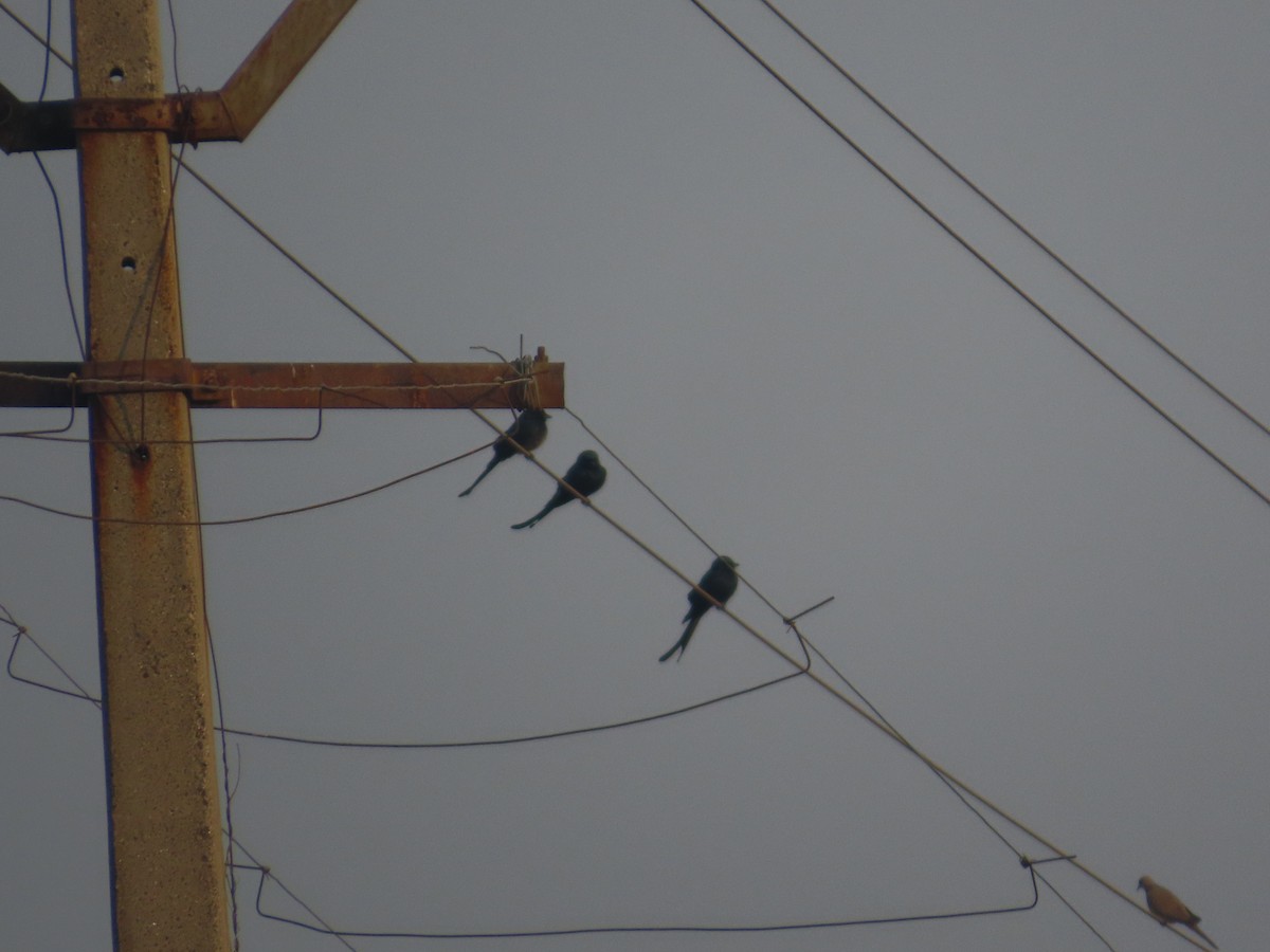 Black Drongo - ML646039703