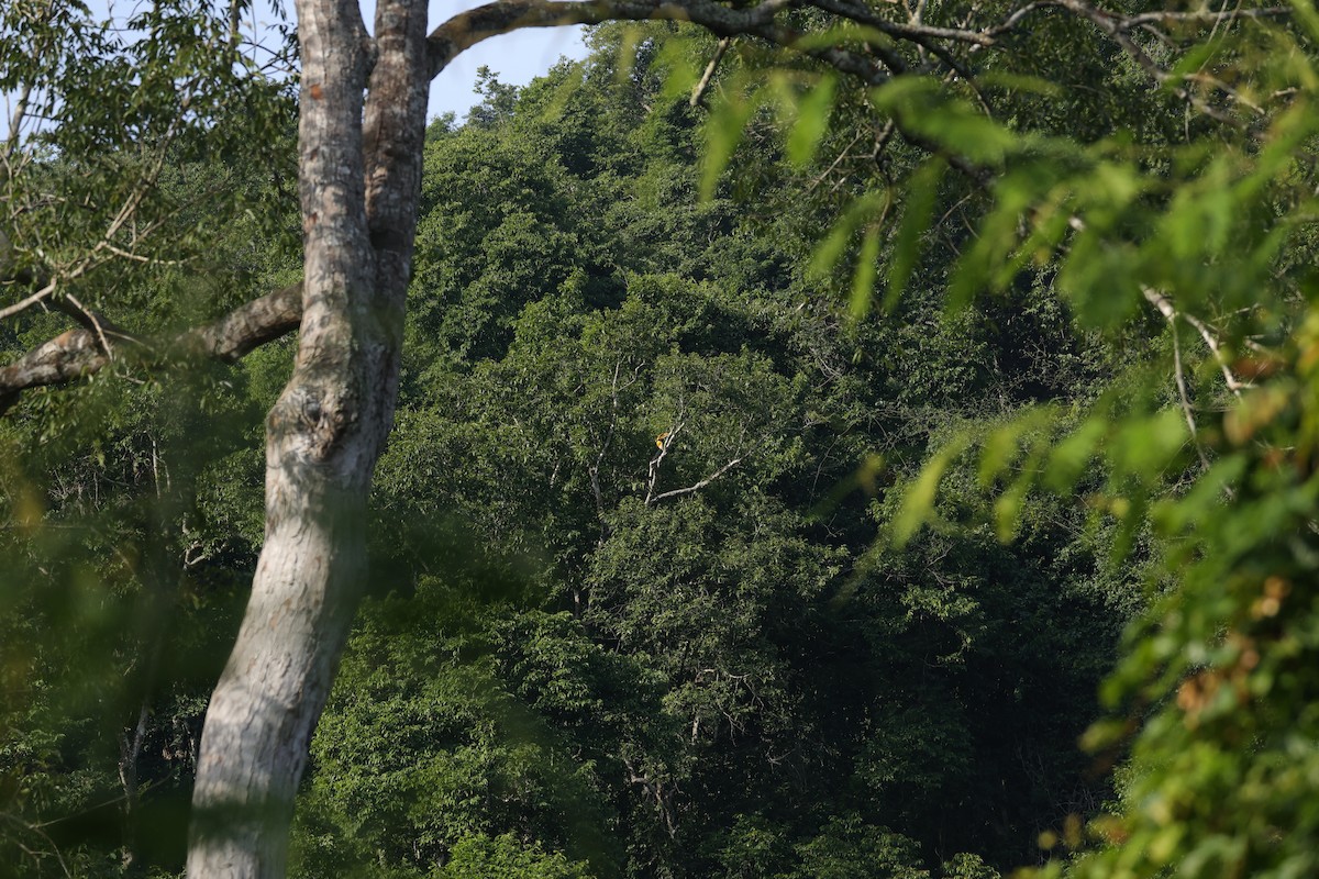 Great Hornbill - ML646039704