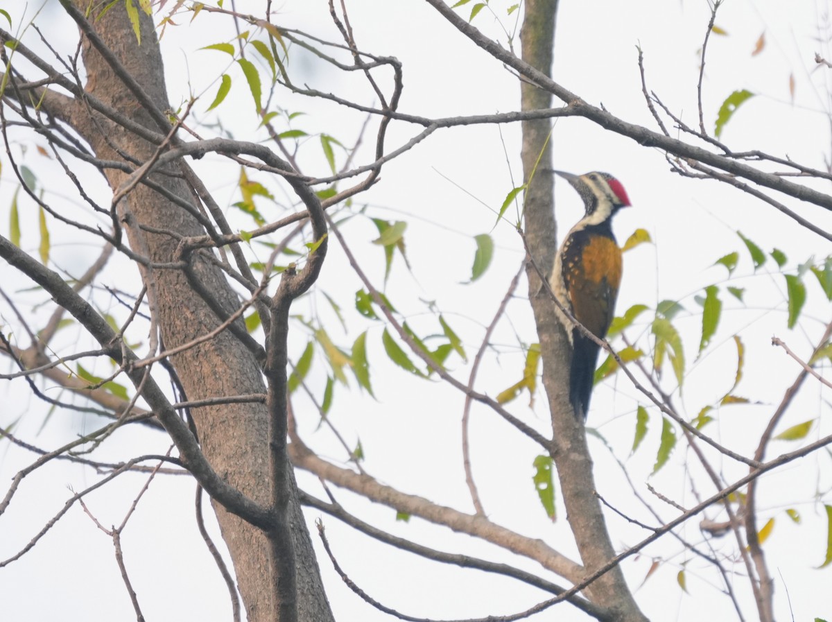 Black-rumped Flameback - ML646039705