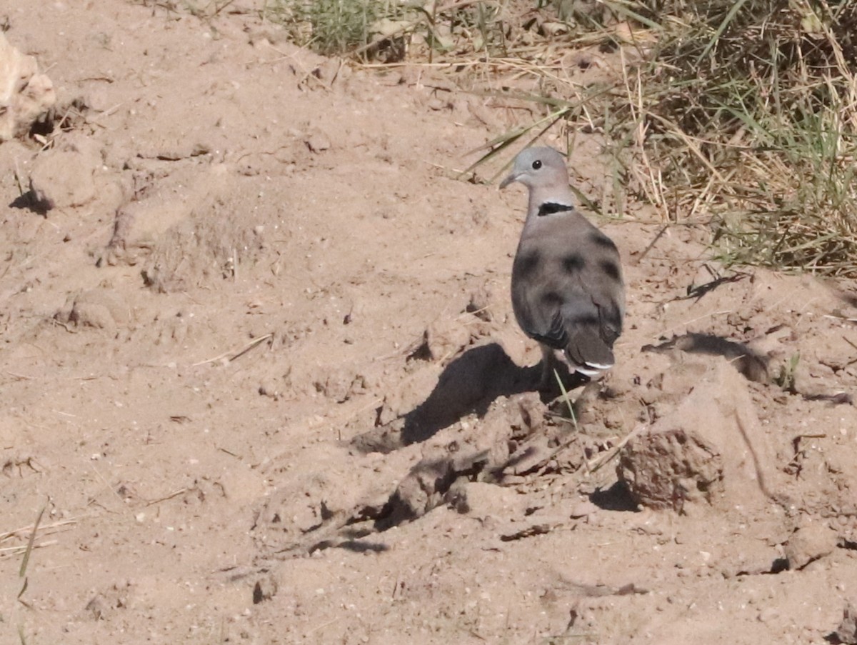 Ring-necked Dove - ML646039707