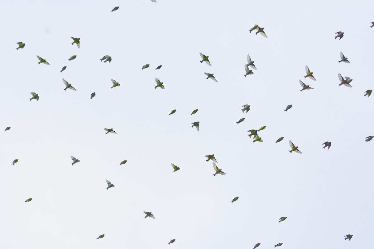 Eurasian Siskin - ML646039709