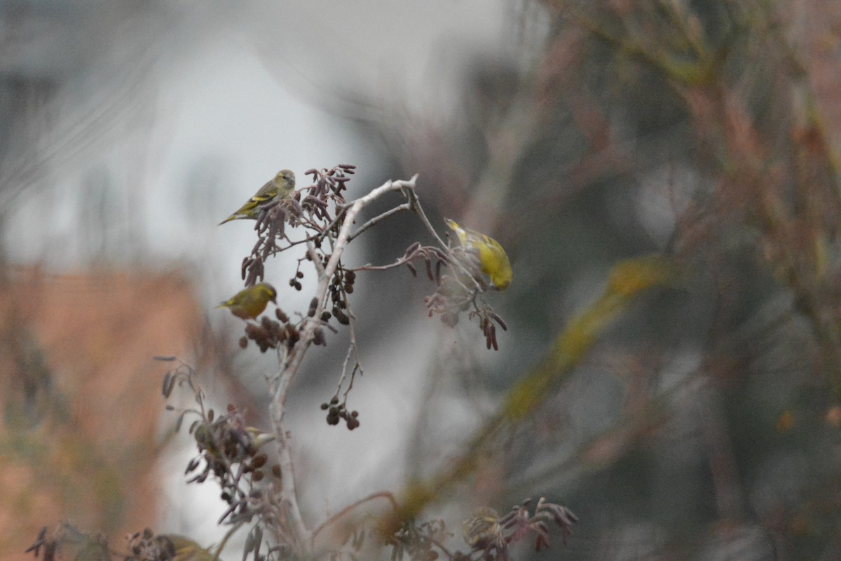 Eurasian Siskin - ML646039710