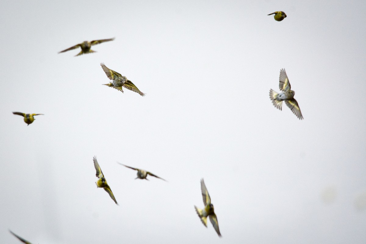 Eurasian Siskin - ML646039711