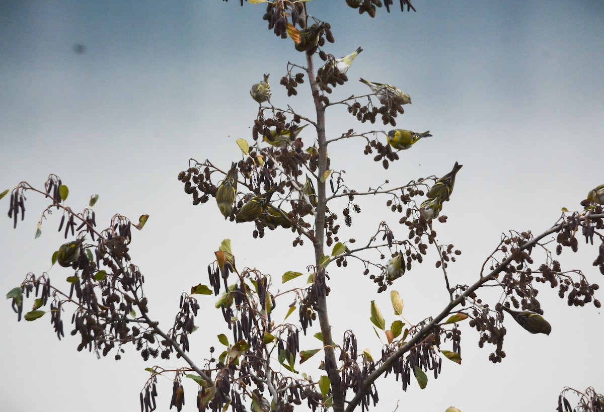 Eurasian Siskin - ML646039712