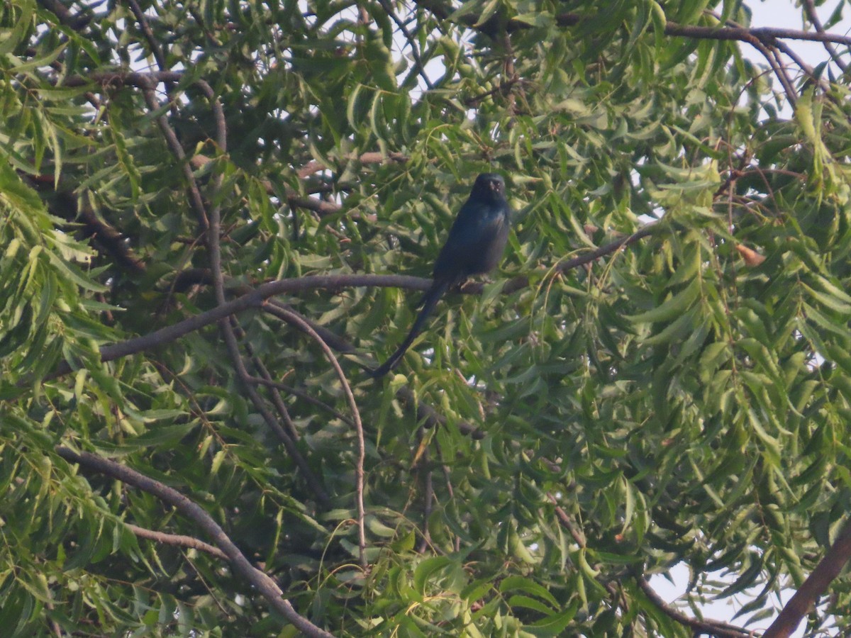Black Drongo - ML646039713