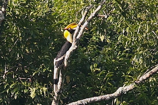 Great Hornbill - ML646039714