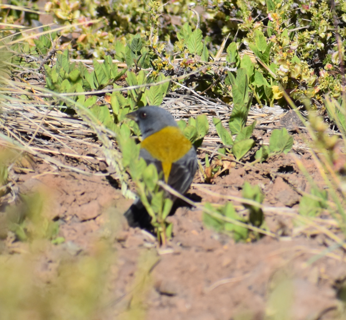 Gray-hooded Sierra Finch - ML646039715