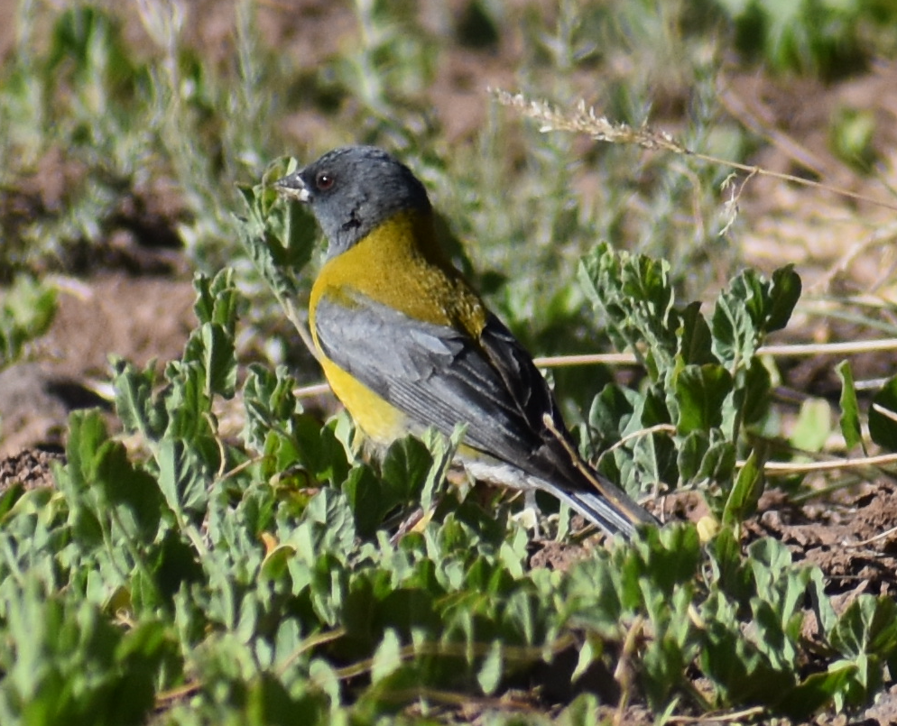 Gray-hooded Sierra Finch - ML646039716