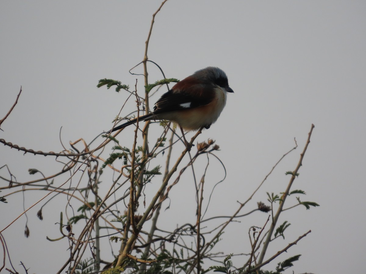 Bay-backed Shrike - ML646039718