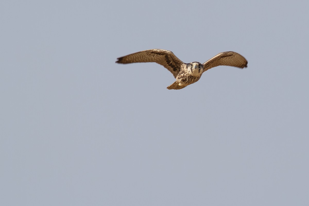 Lanner Falcon - ML646039719