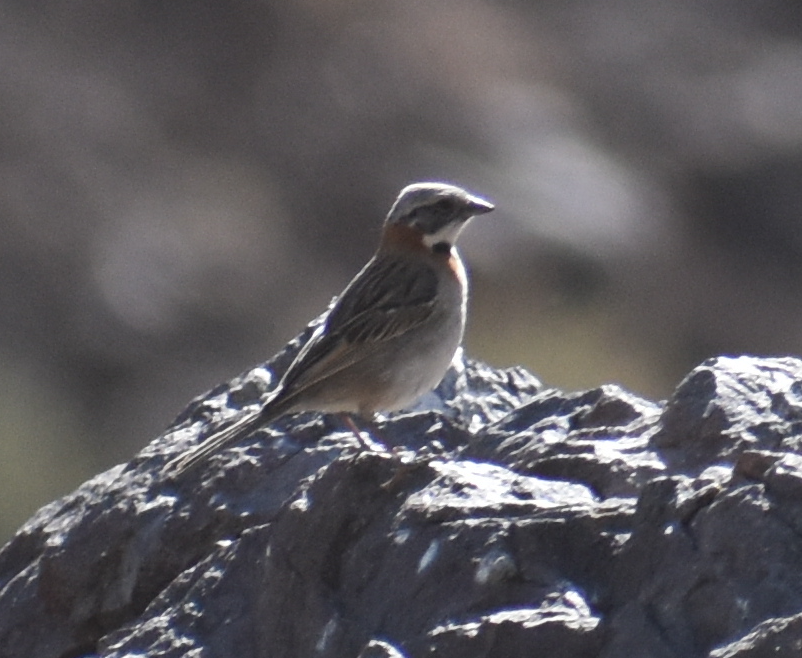 Rufous-collared Sparrow - ML646039721