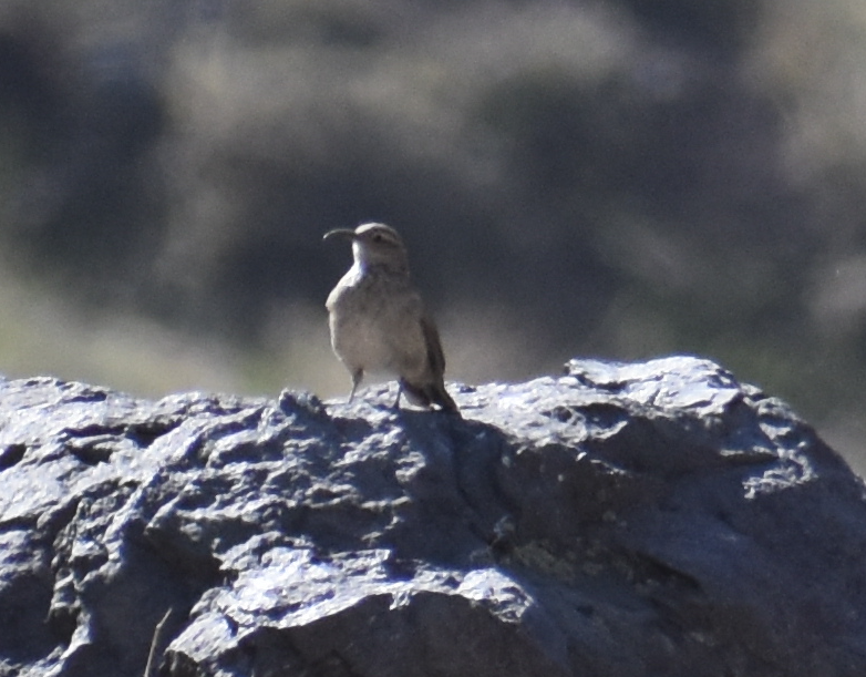 Scale-throated Earthcreeper - ML646039722