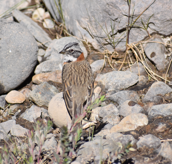 Rufous-collared Sparrow - ML646039723