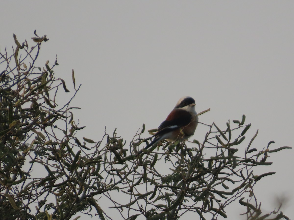 Bay-backed Shrike - ML646039724
